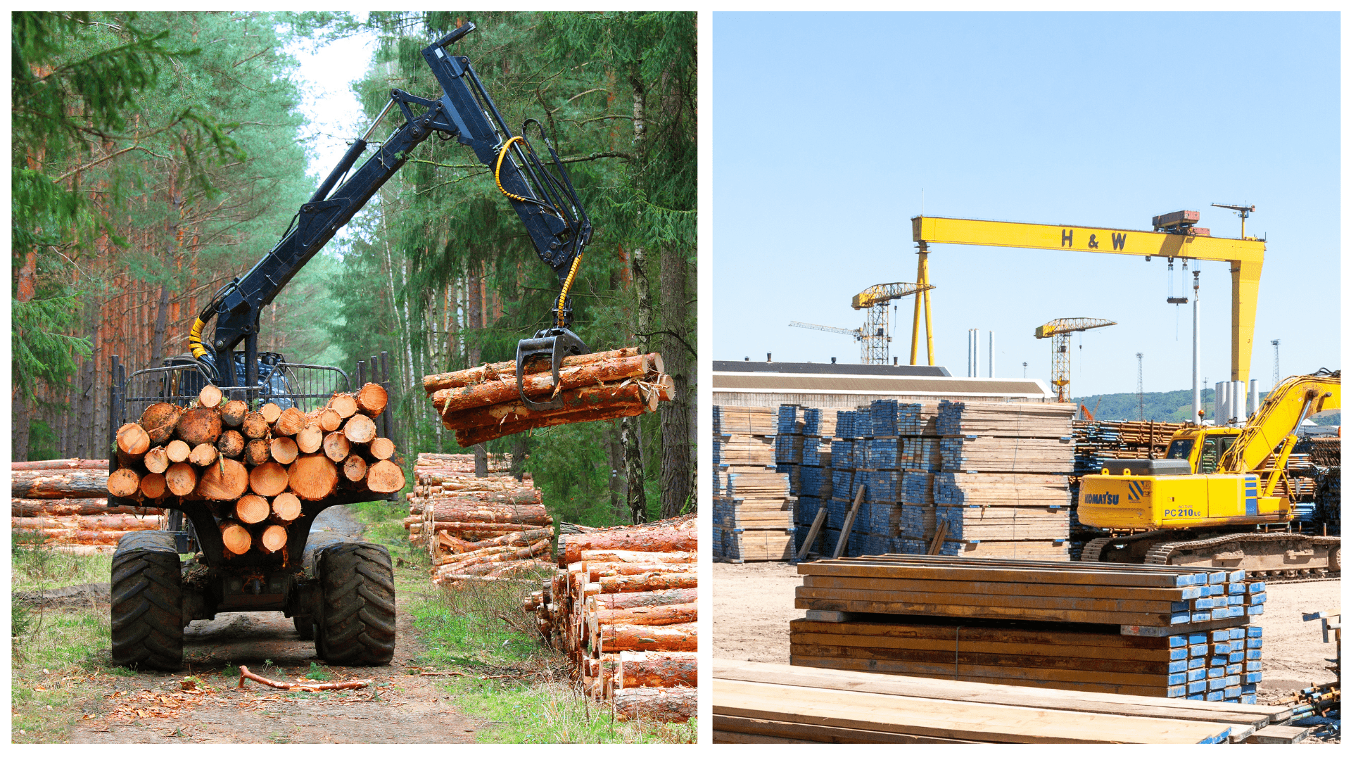 trees being harvested from mass timber managed forest, 